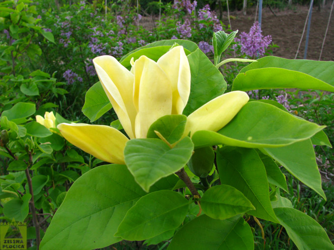 Magnolia 'Yellow bird'